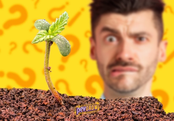 Il volto di un uomo preoccupato che guarda un seme di marijuana germinato.