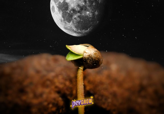Au premier plan, une graine prête à germer, avec la lune en arrière-plan.