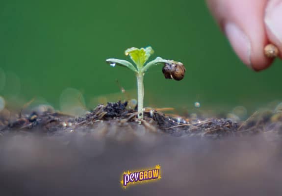 Germen de una semilla de marihuana saliendo de un lecho de tierra