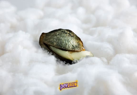 A seed in the foreground, with the germ emerging, on a cotton blanket.