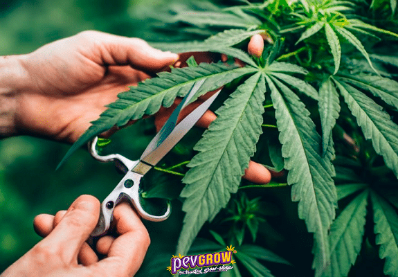 Lollipopping in Cannabis  Complete Guide and Expert Tips - Pev