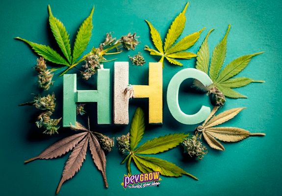 Grandes lettres HHC entourées de feuilles de marijuana de différentes formes et couleurs et de petits bourgeons, le tout sur un fond vert