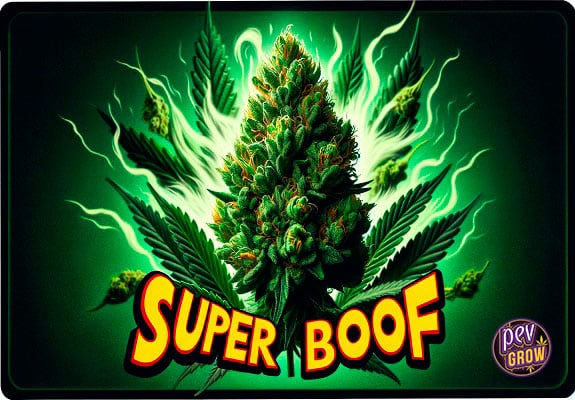 Variété Super Boof : Toutes les informations dont vous avez besoin pour connaître cette weed.