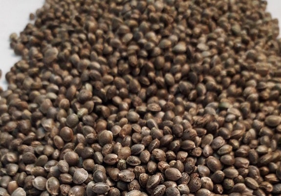 Imagem de sementes de maconha a granel