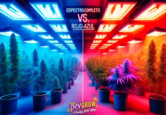 Diferença entre cultivar cannabis com Luzes de Cultivo Full Spectrum Vs Vermelho/Azul 