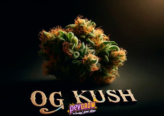 Ein Marihuanaknospe mit dem Wort OG Kush darauf geschrieben