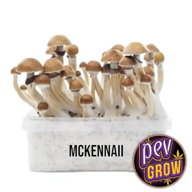 Buy McKennaii mushroom cultivation kit