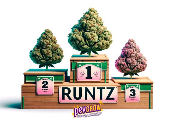 Podium-style display of Runtz cannabis buds