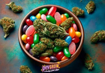 A bowl of mixed colored candies with Runtz cannabis buds on a textured surface