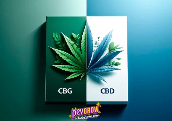 CBG vs CBD: Exploring the Differences and Synergies