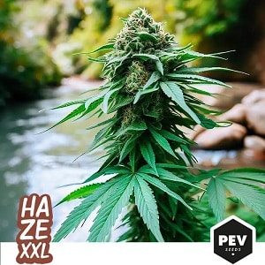 Haze seeds from PEV Seeds