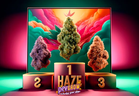 Quais são as melhores variedades de Haze? Aqui vais descobrir
