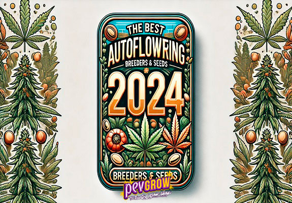 Discover the best autoflowering genetics and breeders of this type of seeds in 2024