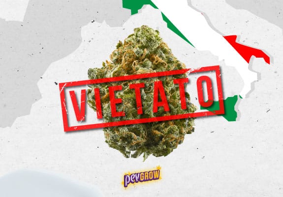 Italy says goodbye to light cannabis: a decision that shakes the sector and consumers.