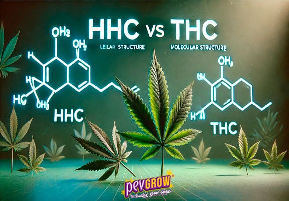 HHC vs THC: La guía definitiva sobre estos cannabinoides