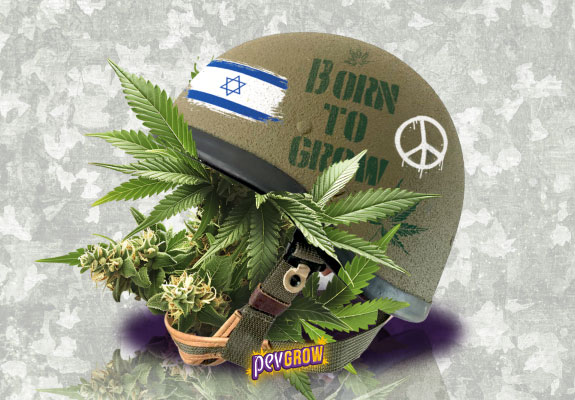 L’industrie israélienne du cannabis en pleine guerre : résistance et défis