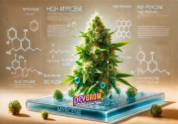 which-cannabis-strain-has-the-highest-myrcene-level