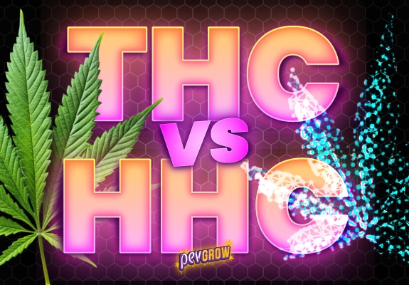 HHC vs THC: Der ultimative Leitfaden zu diesen Cannabinoiden.