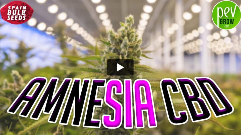 Vídeo: AMNESIA CBD Spain Bulk Seeds