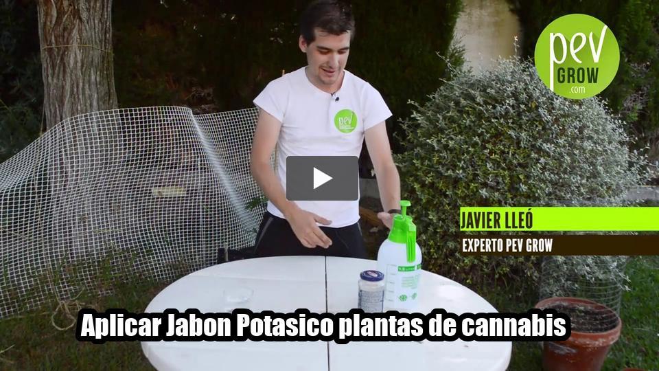 Vídeo: Aplicar Jabon Potasico plantas de cannabis