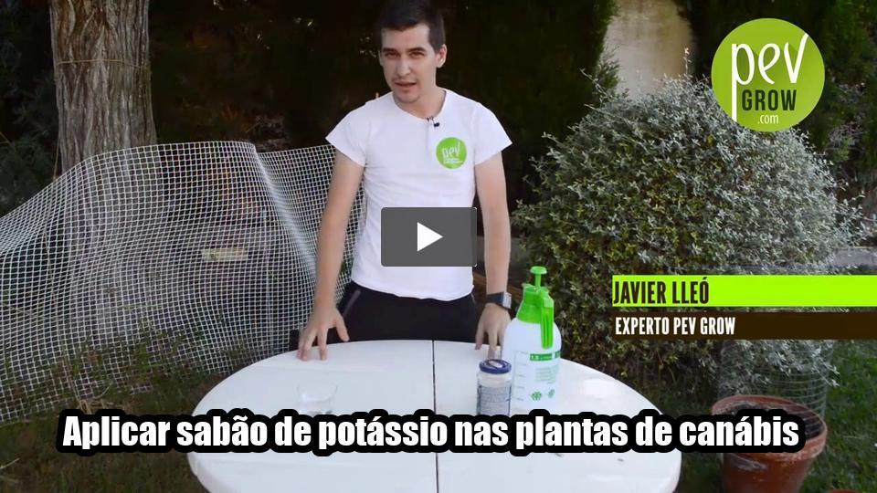 Vídeo: Aplicar sabão de potássio nas plantas de canábis