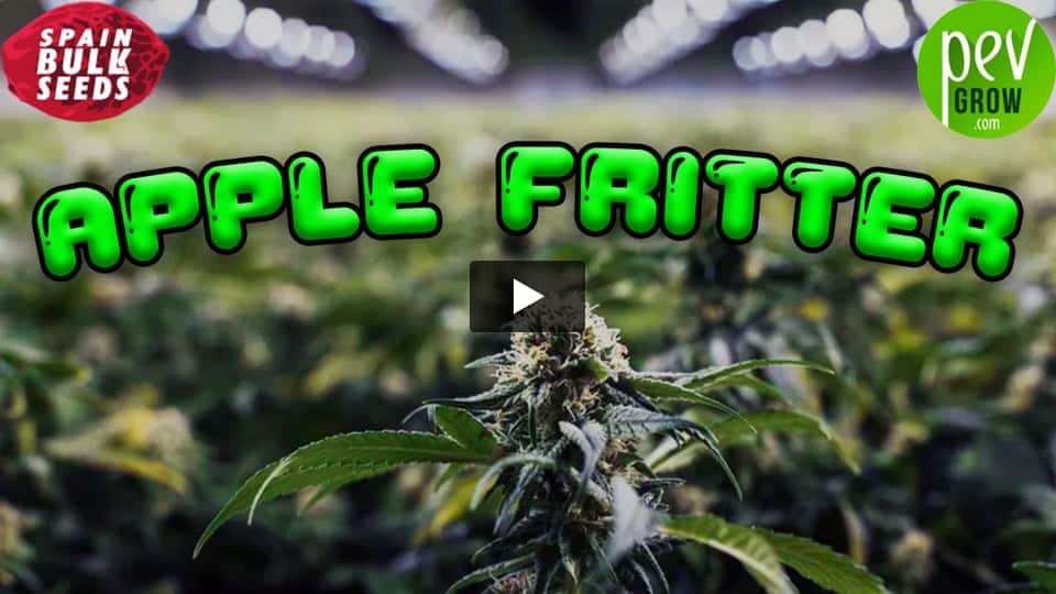 Vídeo: APPLE FRITTER Spain Bulk Seeds