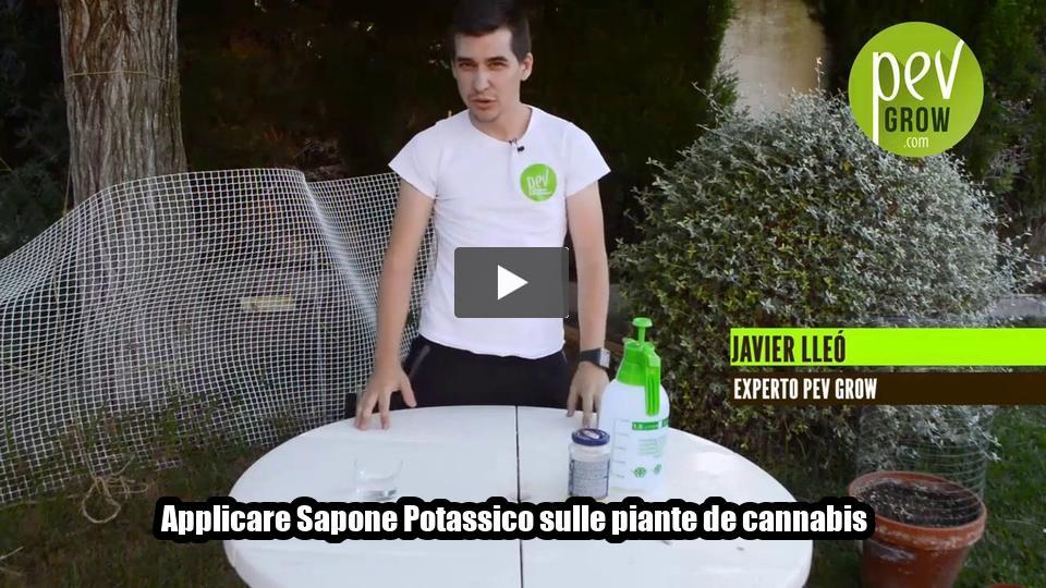 Video: Applicare Sapone Potassico sulle piante de cannabis