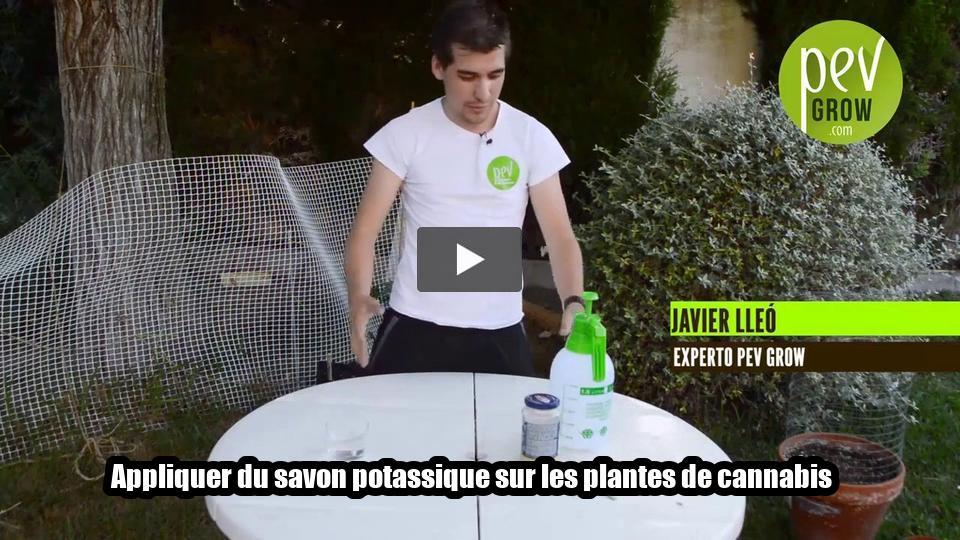 Vidéo: Appliquer du savon potassique sur les plantes de cannabis