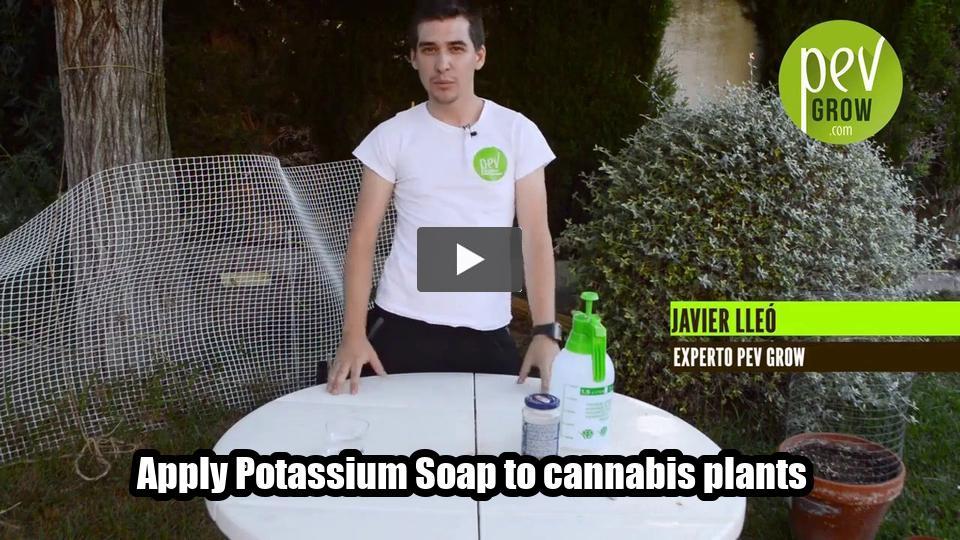 Video: Apply Potassium Soap to cannabis plants