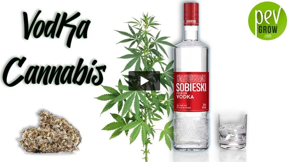 Vidéo: Apprendre à réaliser votre Vodka au Cannabis