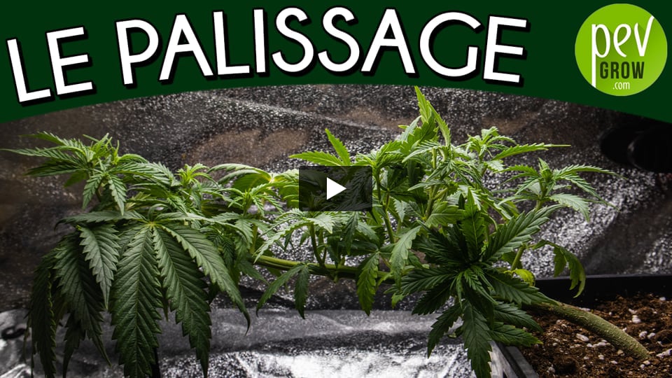 Vidéo: Astuce pour augmenter la production de fleurs sur les plantes de cannabis