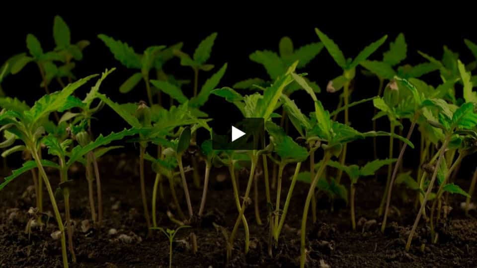 Video: Banana Kush Spain Bulk Seeds