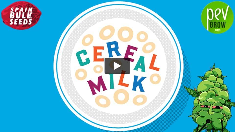 Vidéo: CEREAL MILK Spain Bulk Seeds