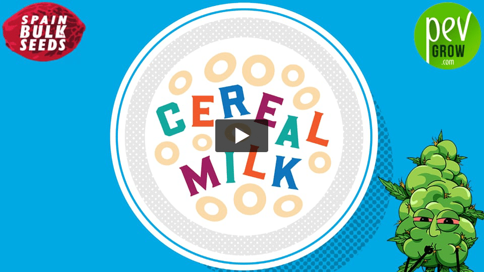 Vídeo: CEREAL MILK Spain Bulk Seeds