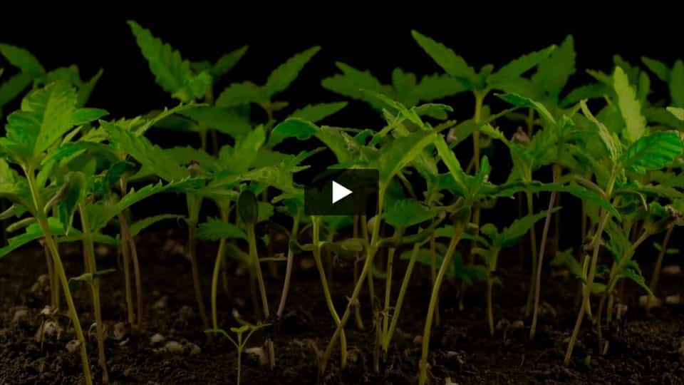 Video: Chemdawg Spain Bulk Seeds