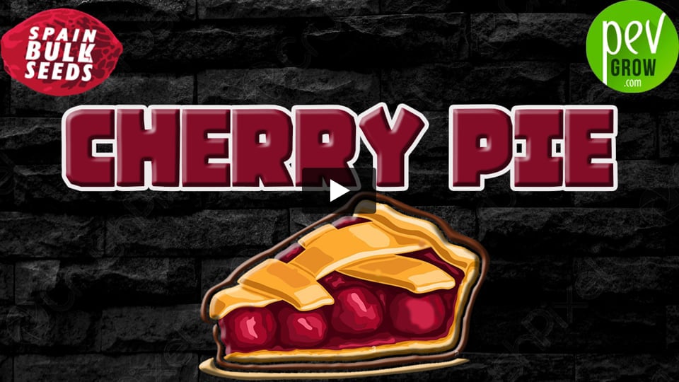 Video: CHERRY PIE Spain Bulk Seeds