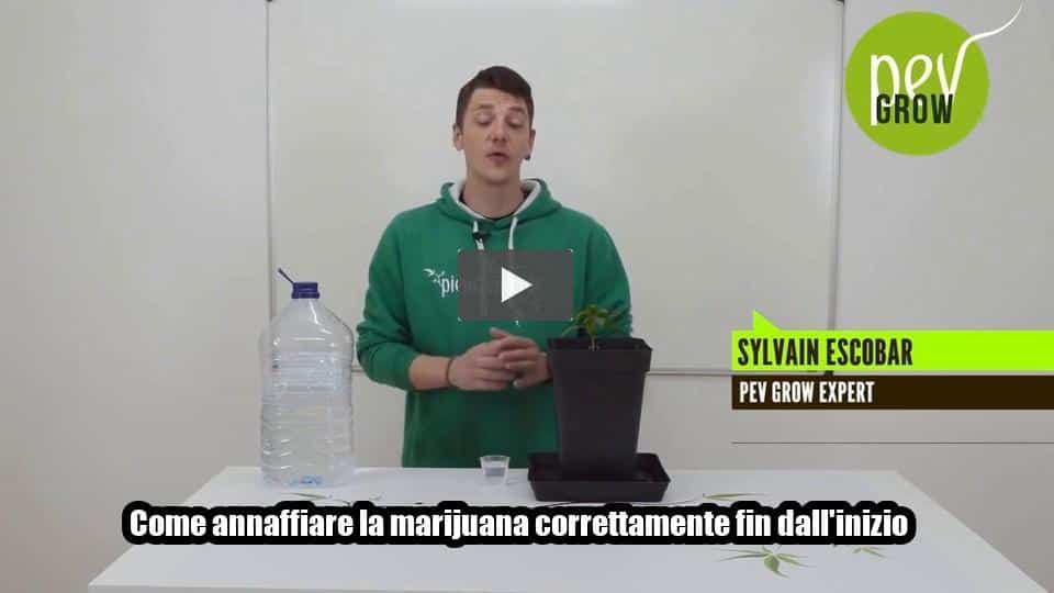 Video: Come annaffiare la marijuana correttamente fin dall’inizio