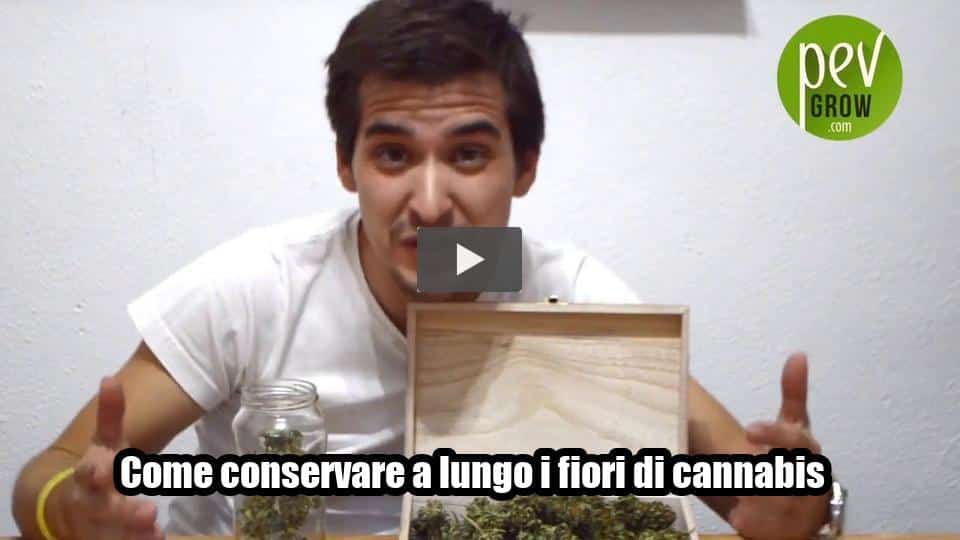 Video: Come conservare a lungo i fiori di cannabis