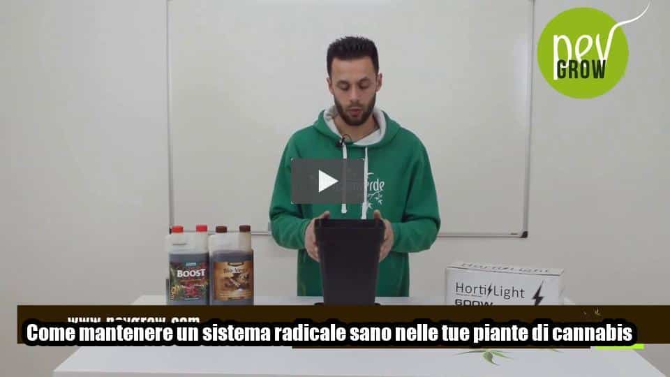 Video: Come mantenere un sistema radicale sano nelle tue piante di cannabis