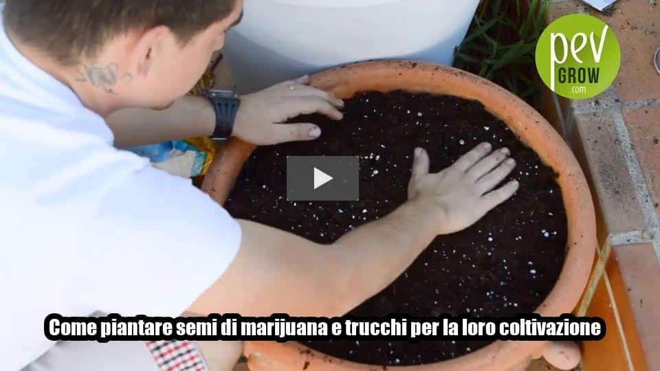 Video: Come piantare semi di marijuana e trucchi per la loro coltivazione