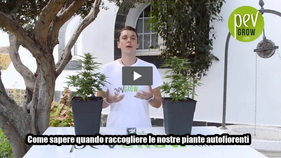 Video: Come sapere quando raccogliere le nostre piante autofiorenti