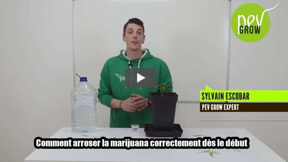 Vidéo: Comment arroser la marijuana correctement dès le début