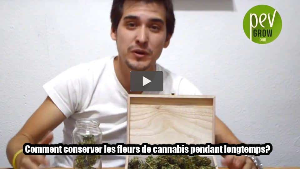 Vidéo: Comment conserver les fleurs de cannabis pendant longtemps?