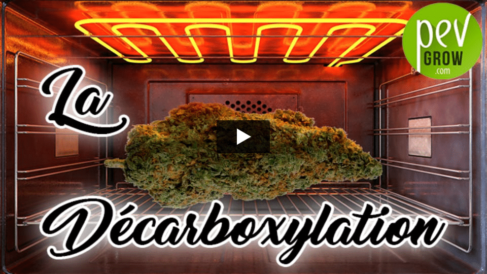 Vidéo: Comment décarboxyler le cannabis dans le four