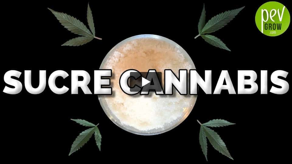 Vidéo: Comment faire du Sucre au Cannabis