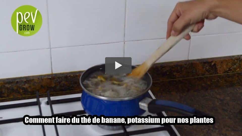 Vidéo: Comment faire du thé de banane, potassium pour nos plantes