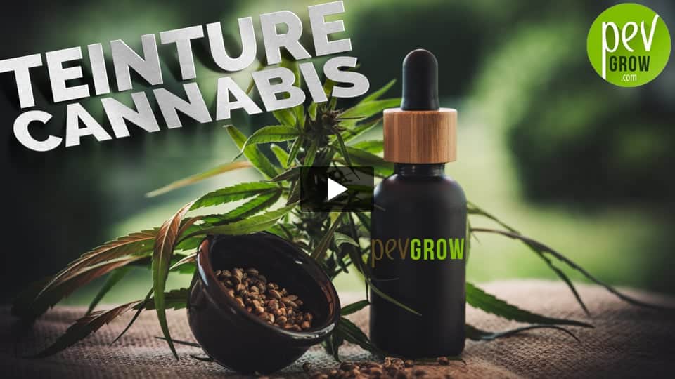 Vidéo: Comment faire la teinture de cannabis