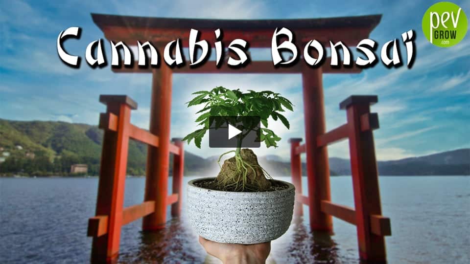 Vidéo: Comment faire un bonsai de Cannabis