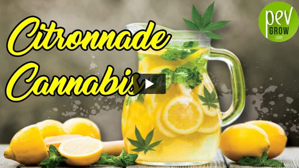 Vidéo: Comment faire votre Citronnade au cannabis