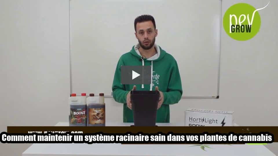 Vidéo: Comment maintenir un système racinaire sain dans vos plantes de cannabis